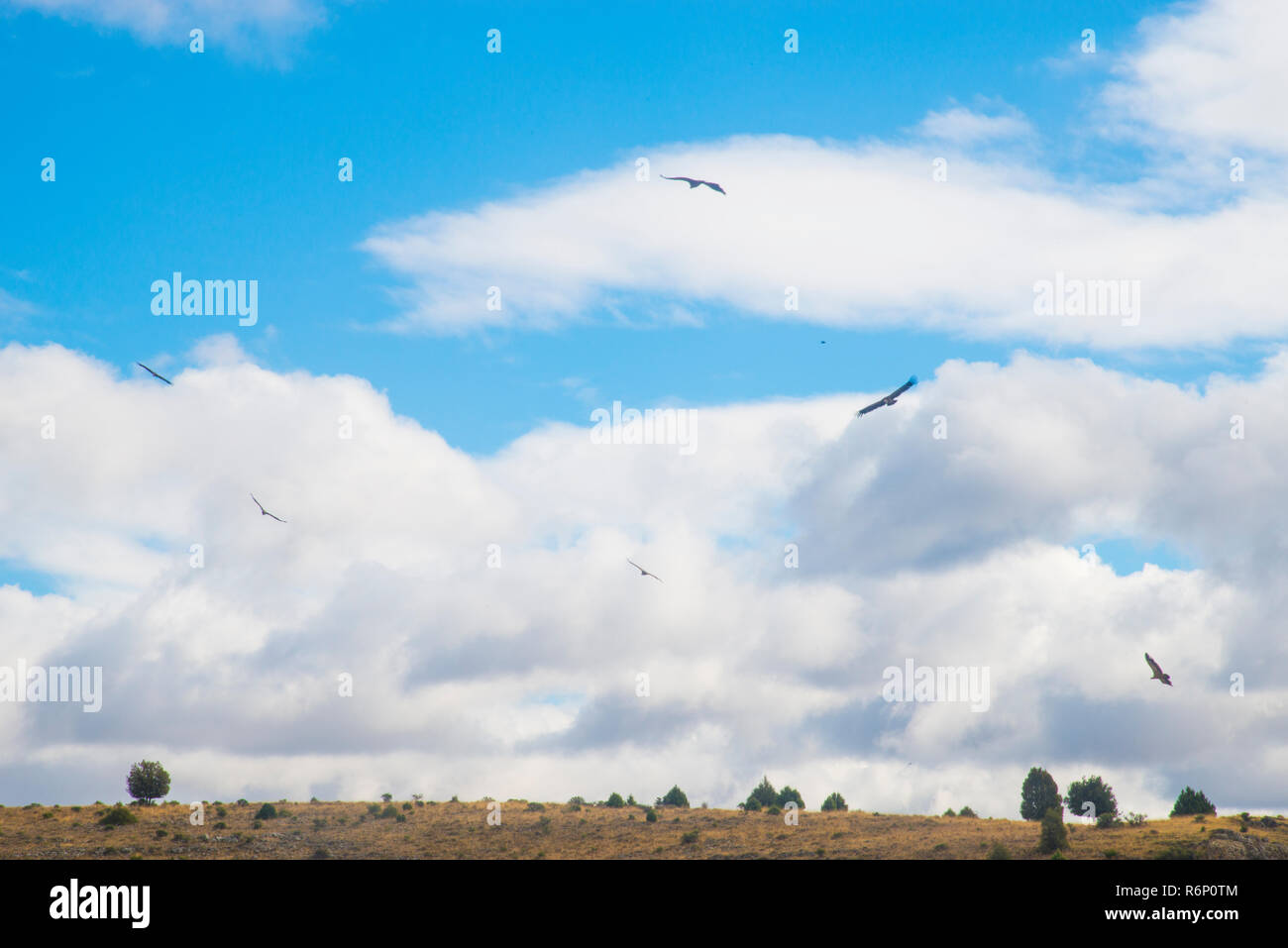 Vultures flying on cloudy sky. Stock Photo