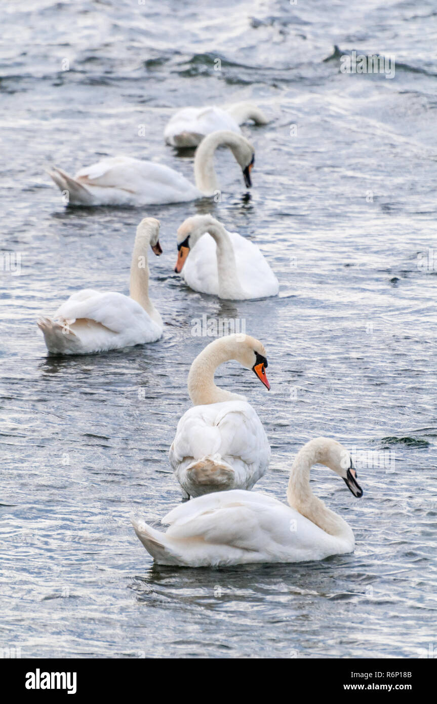 Six swans are swimming hi-res stock photography and images - Alamy