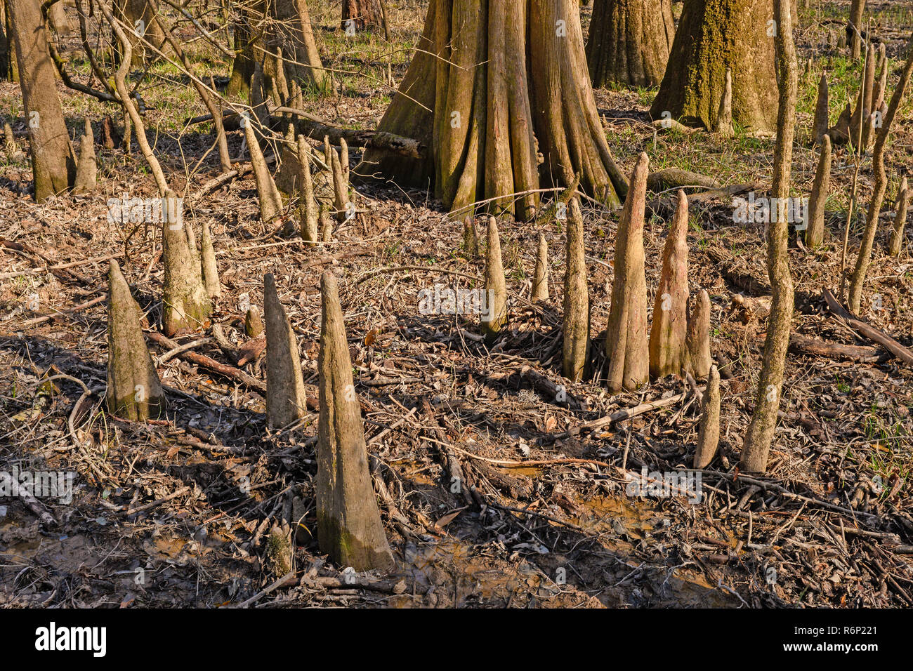 Cypress Tree Knees in the Forest Stock Photo Alamy