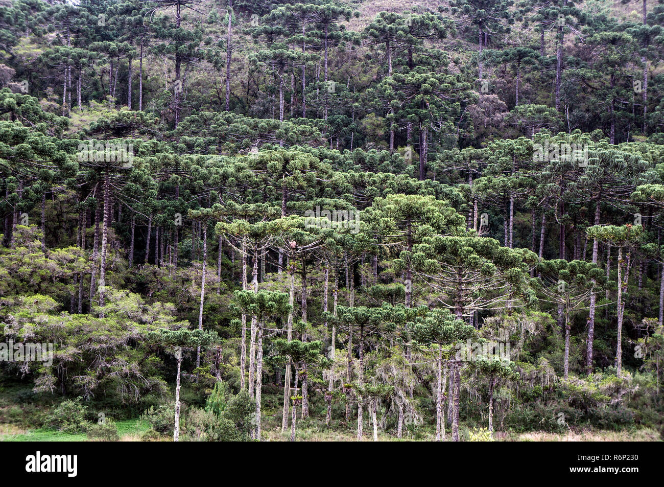 araucaria forest landscape environment protection Stock Photo