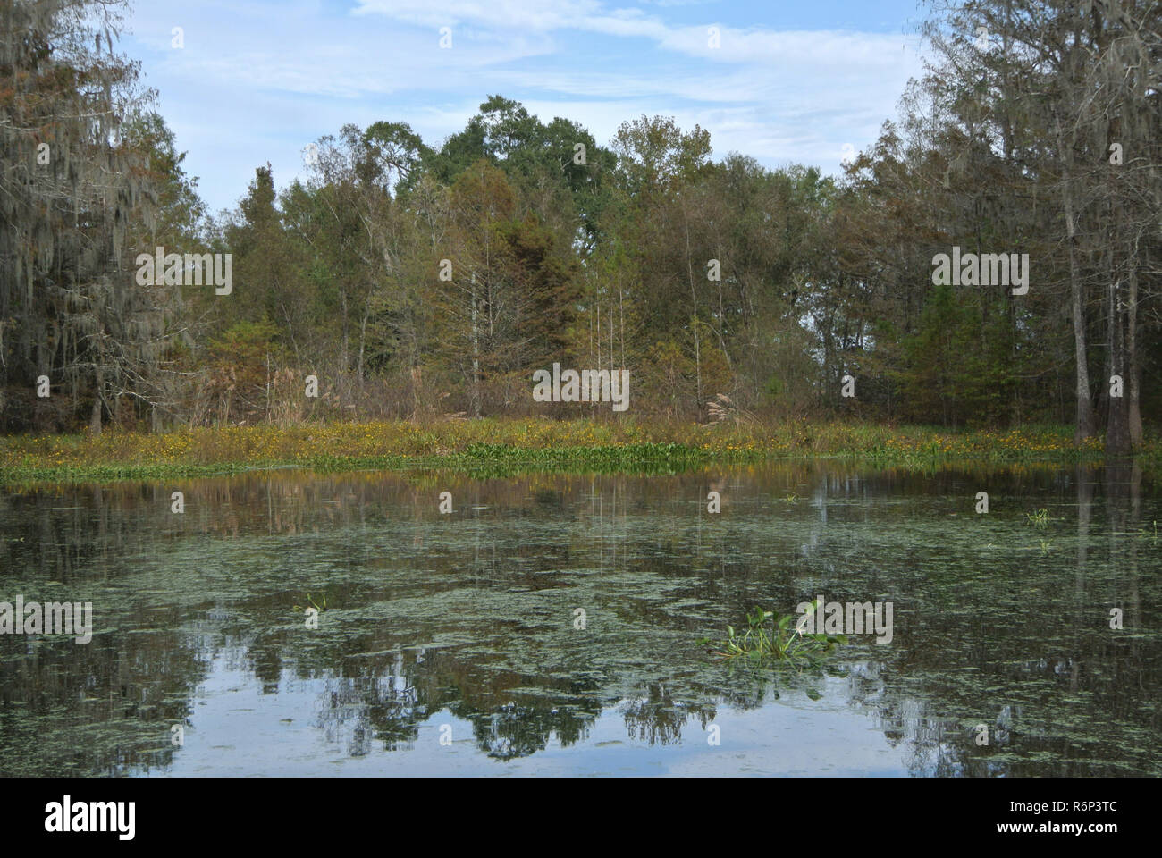 Scenic swamp hi-res stock photography and images - Alamy