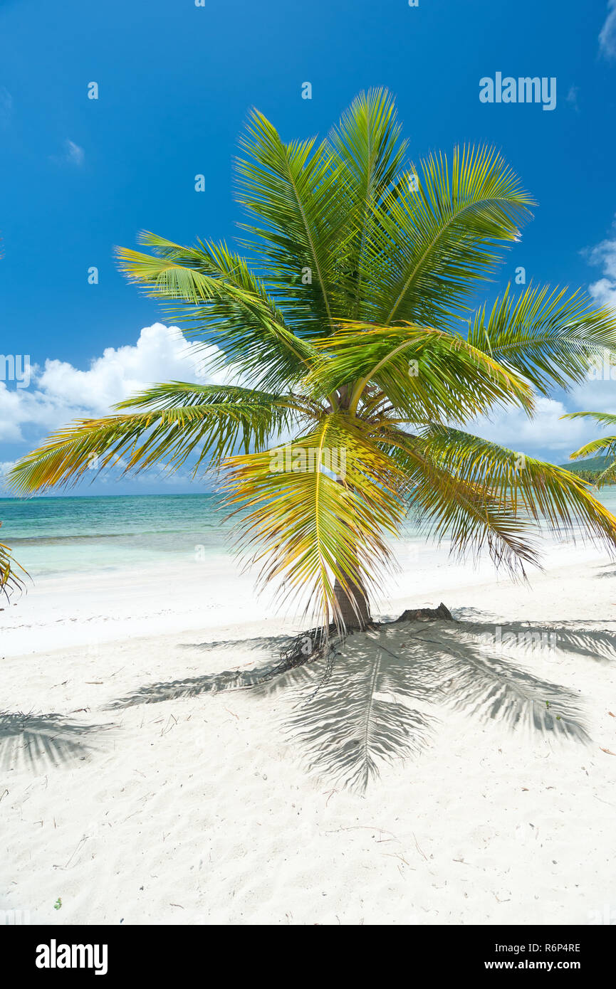 coconut palm tree on tropical caribbean beach Stock Photo