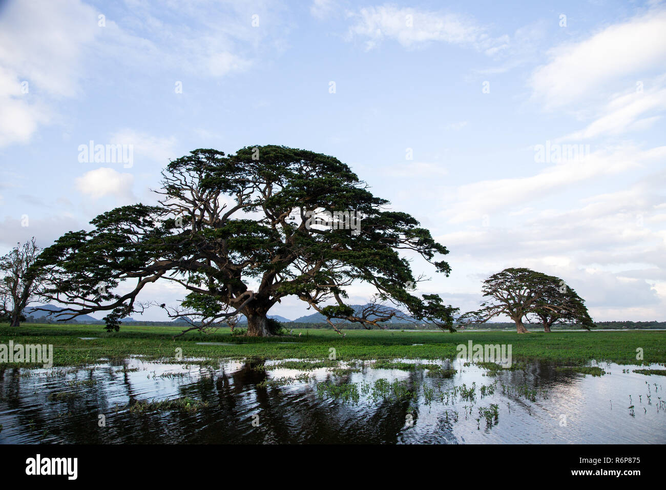A beautiful landscape with a lake, a tree and mountains. Forest lake ...