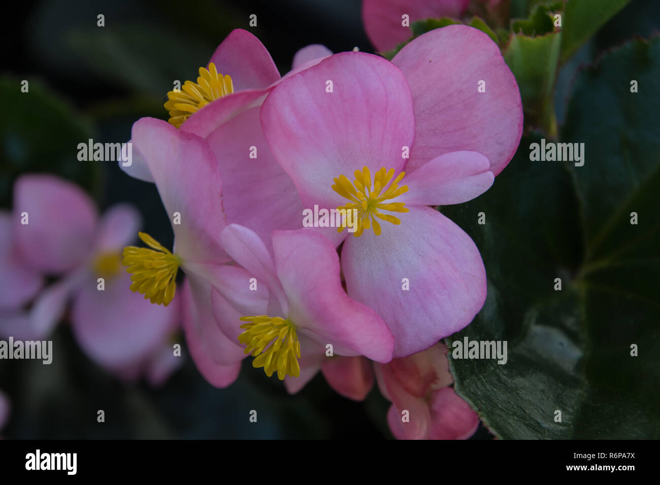 Pink Begonia Stock Photo