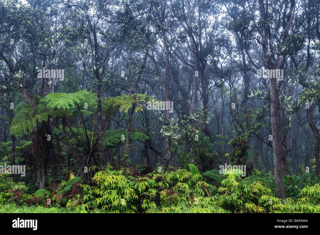 Tropical rainforest on Hawaii's Big Island. Lush green vegetation on