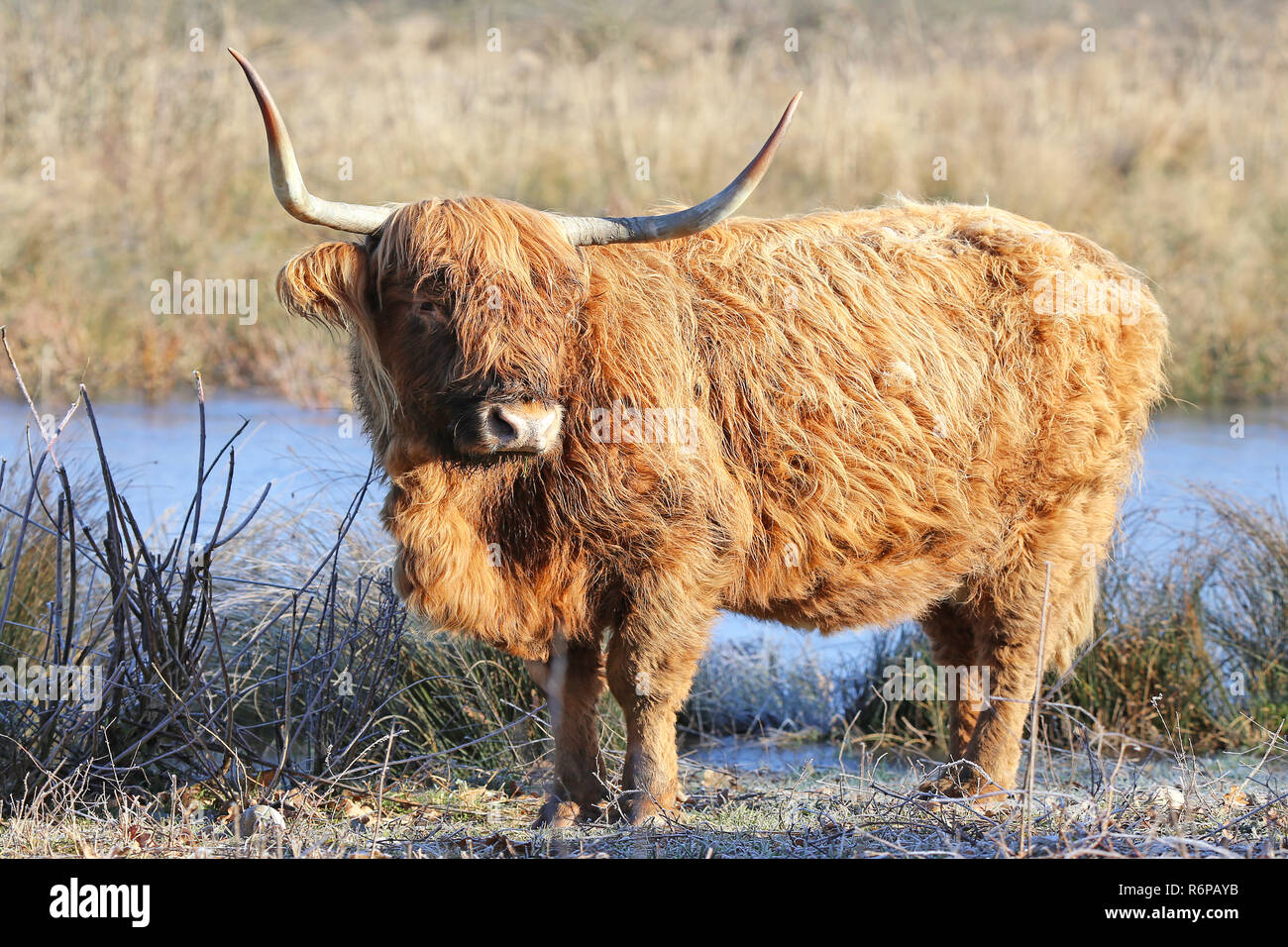 scottish highland cattle kyloe in winter at the pond Stock Photo