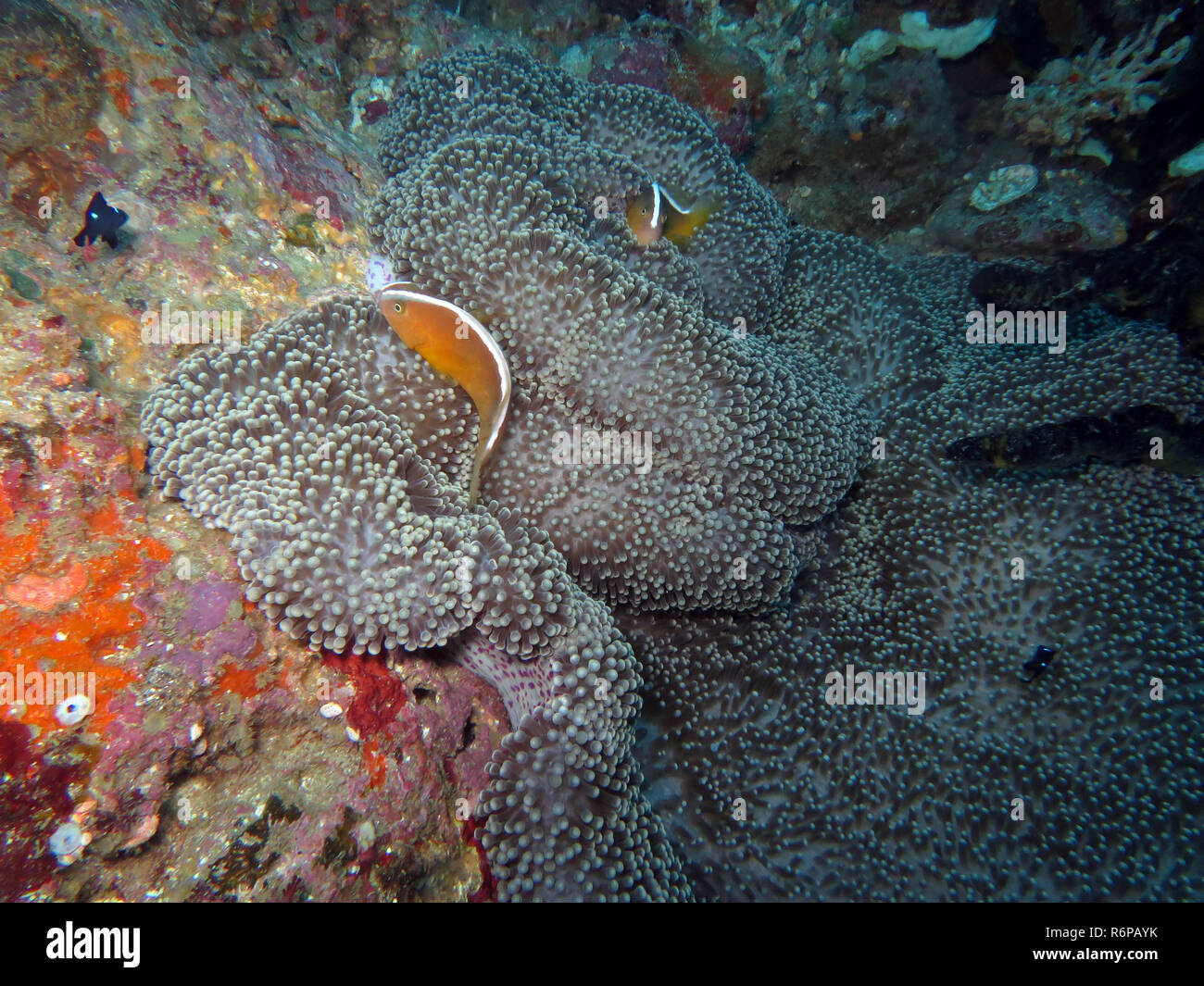 orange white-backed anemonefish (amphiprion sandaracinos) on mertens giant anemone (stichodactyla mertensii) Stock Photo