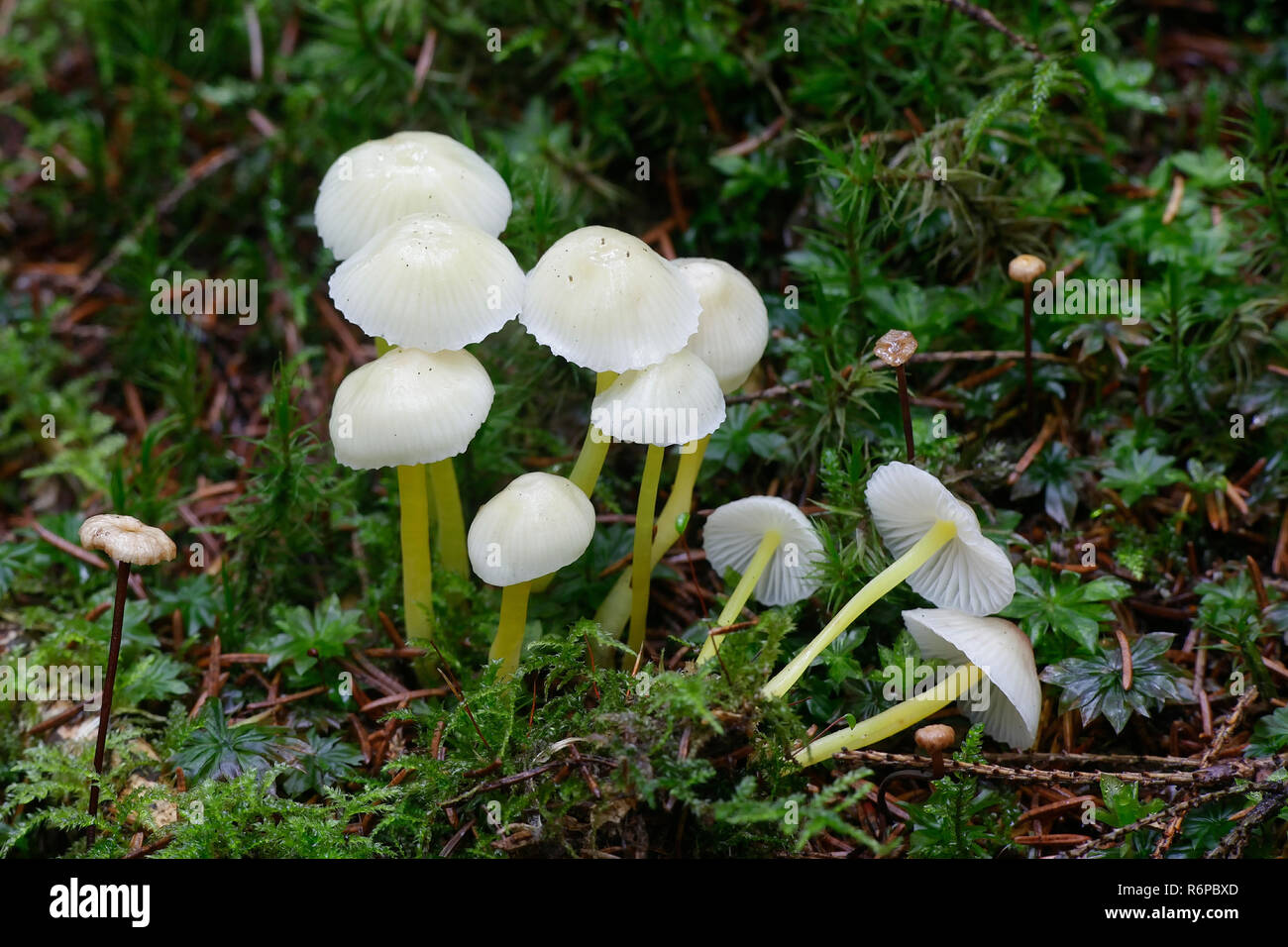 Yellowleg bonnet, Mycena epipterigya Stock Photo