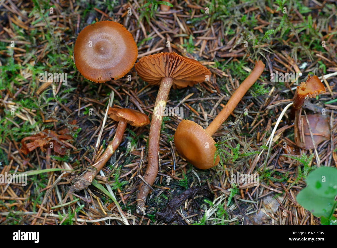 Cortinarius gentilis, a deadly fungus of the genus Cortinarius Stock Photo