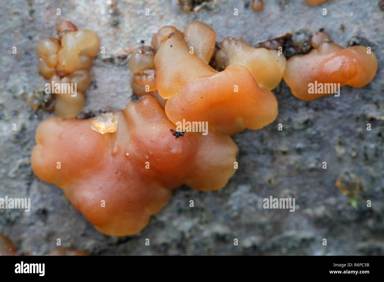 Tremella jelly fungus,  Exidia cartilaginea Stock Photo