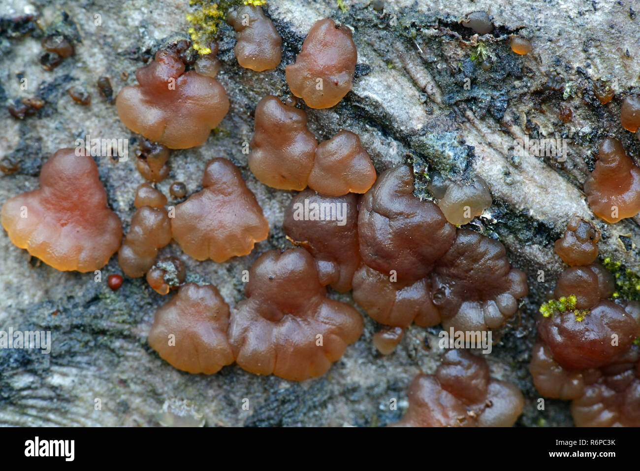 Tremella jelly fungus,  Exidia cartilaginea Stock Photo