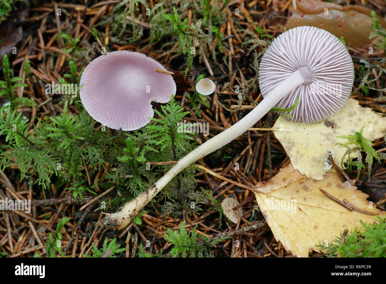 Mycena pura, commonly known as the lilac bonnet Stock Photo