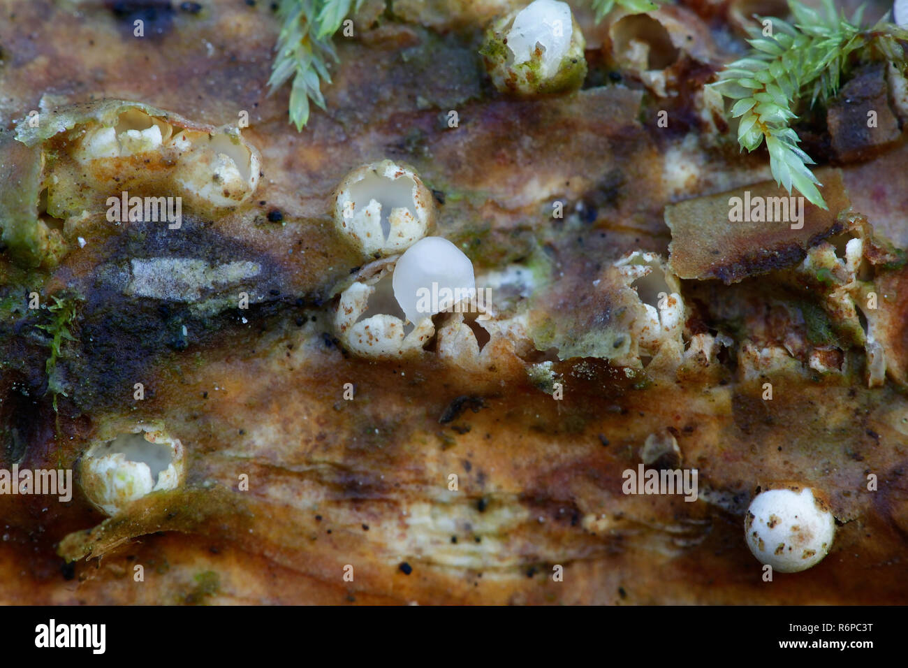 Sphaerobolus stellatus, commonly known as the cannon ball fungus Stock Photo