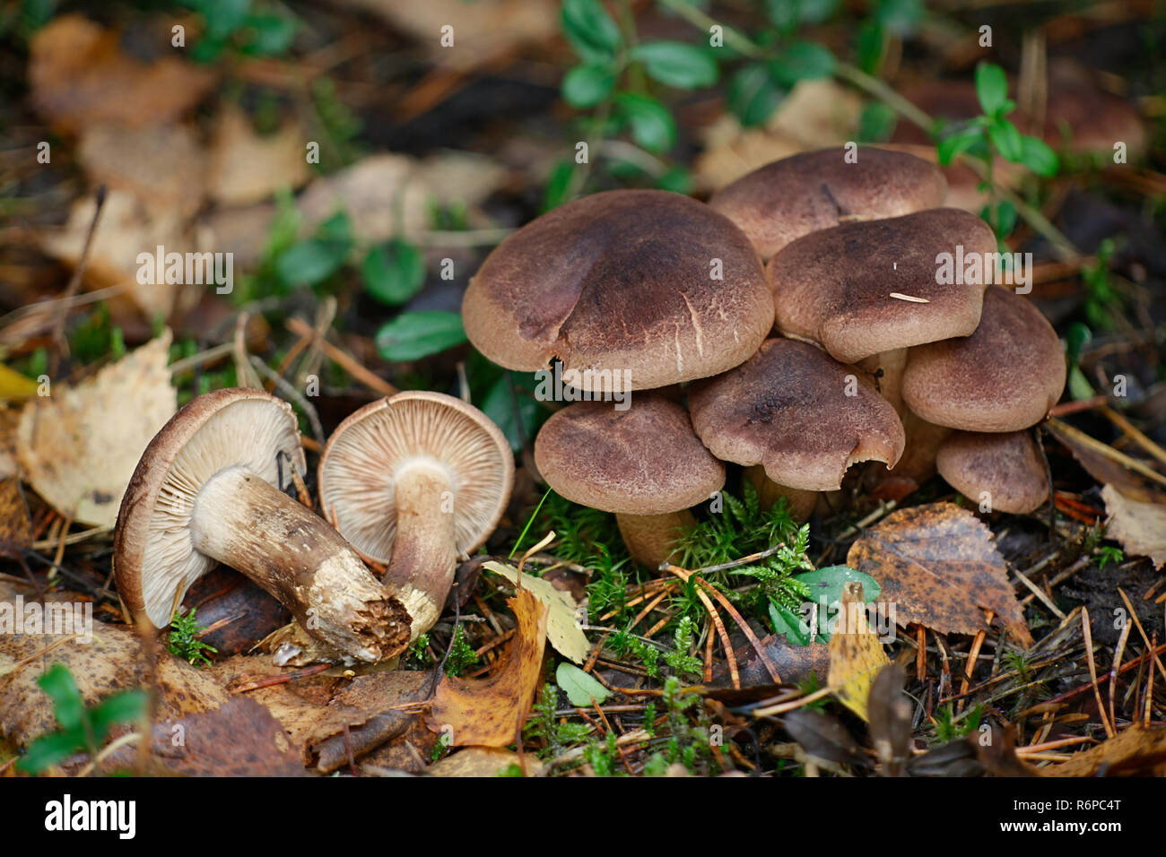 Tricholoma imbricatum, Matt knight mushroom Stock Photo