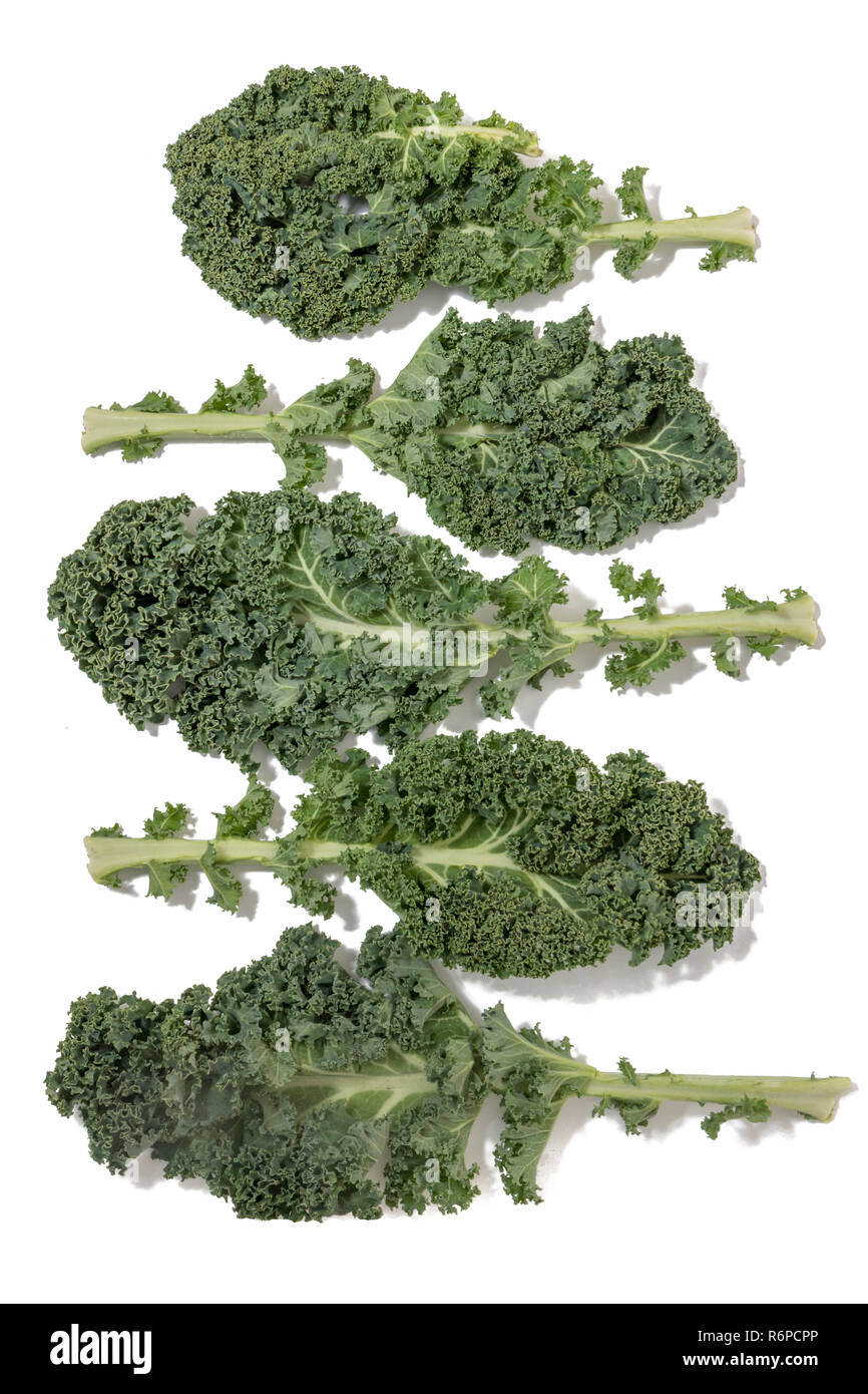 Curly leaf kale Stock Photo Alamy
