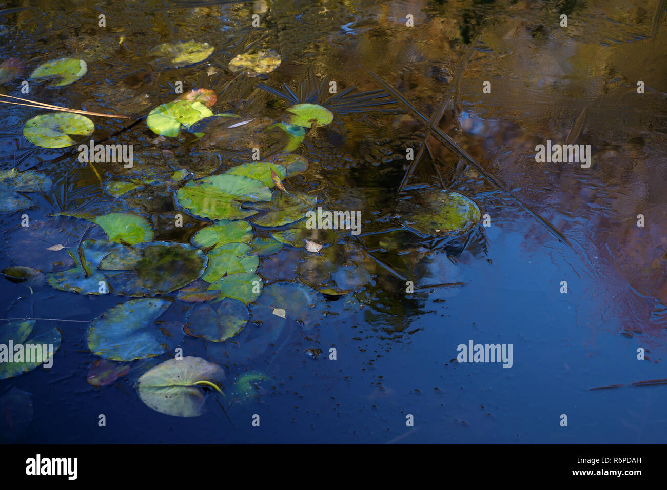 first ice on the water lily pond, seasonal nature background with copy space, selected focus Stock Photo