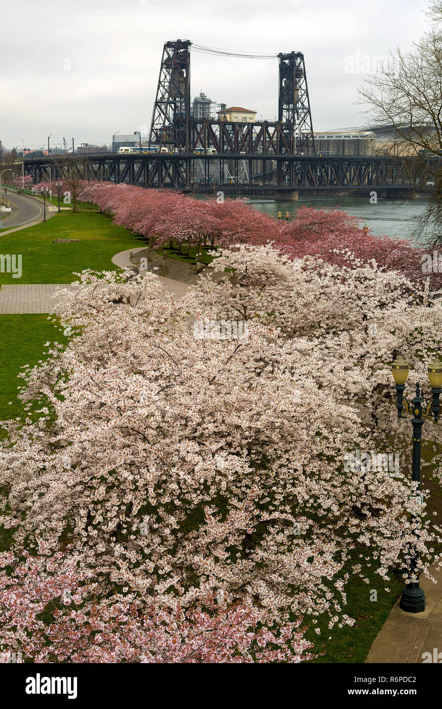 Cherry Blossoms Trees along Portland Waterfront Stock Photo Alamy