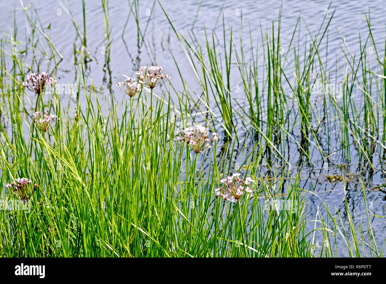 Water Reed Butimus Butomus umbellatus on water Stock Photo - Alamy