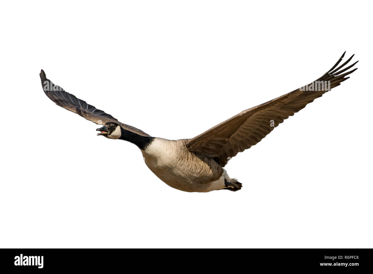 flying and screaming canada goose isolated on white Stock Photo