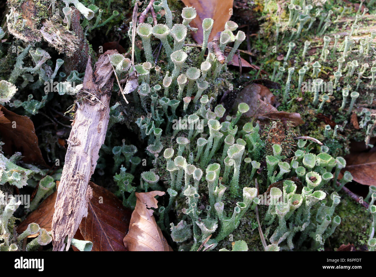 Soredia hi-res stock photography and images - Alamy