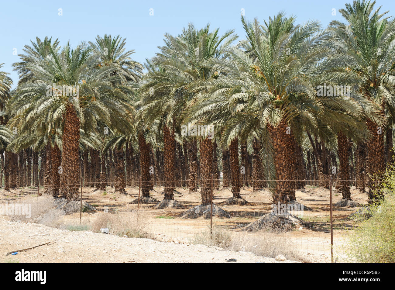 Picturesque rows of high quality commercial produce of date plantations in well established farms located in semi-desert tropical districts of Israel. Stock Photo