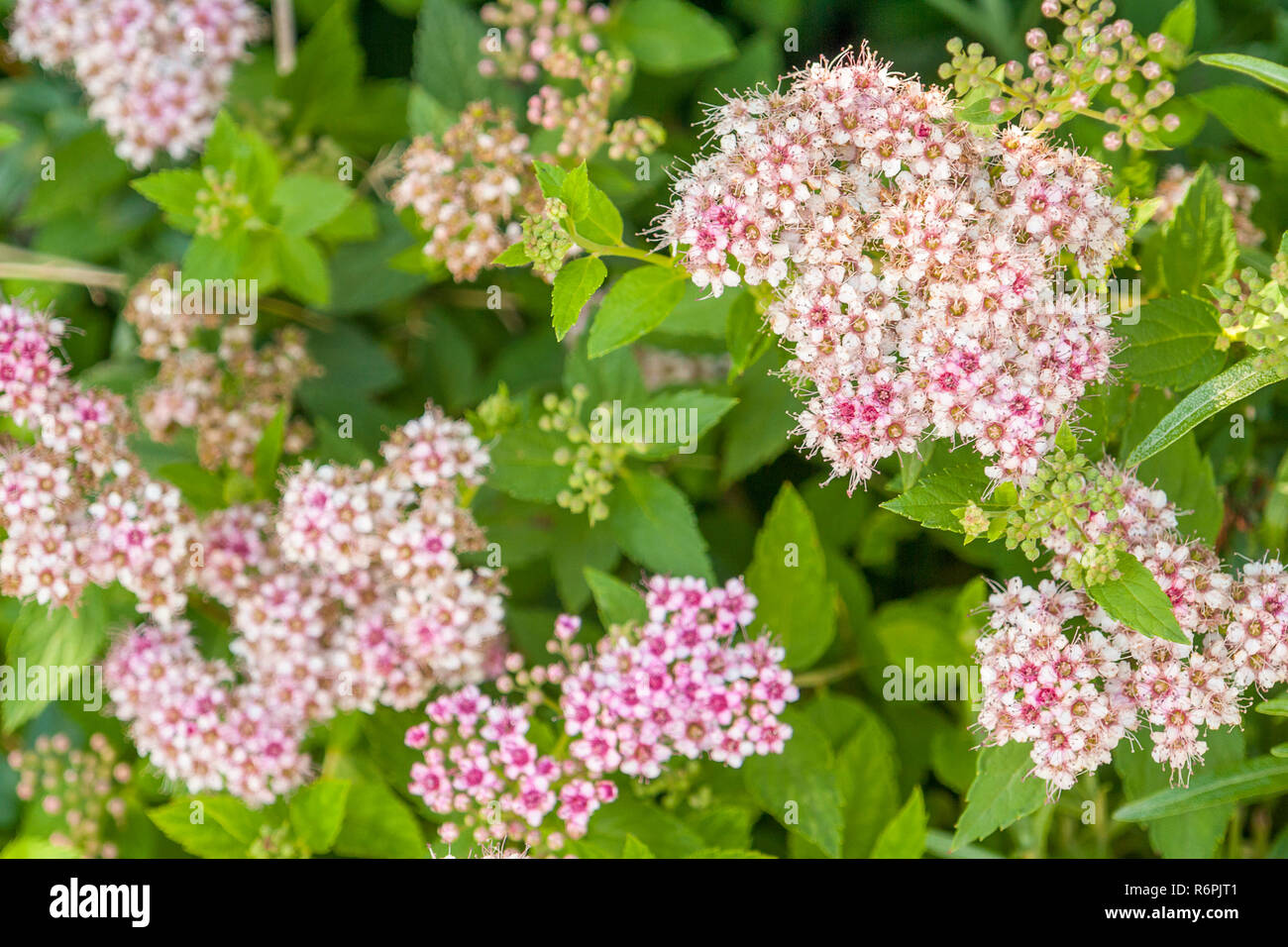 pink flower clusters Stock Photo