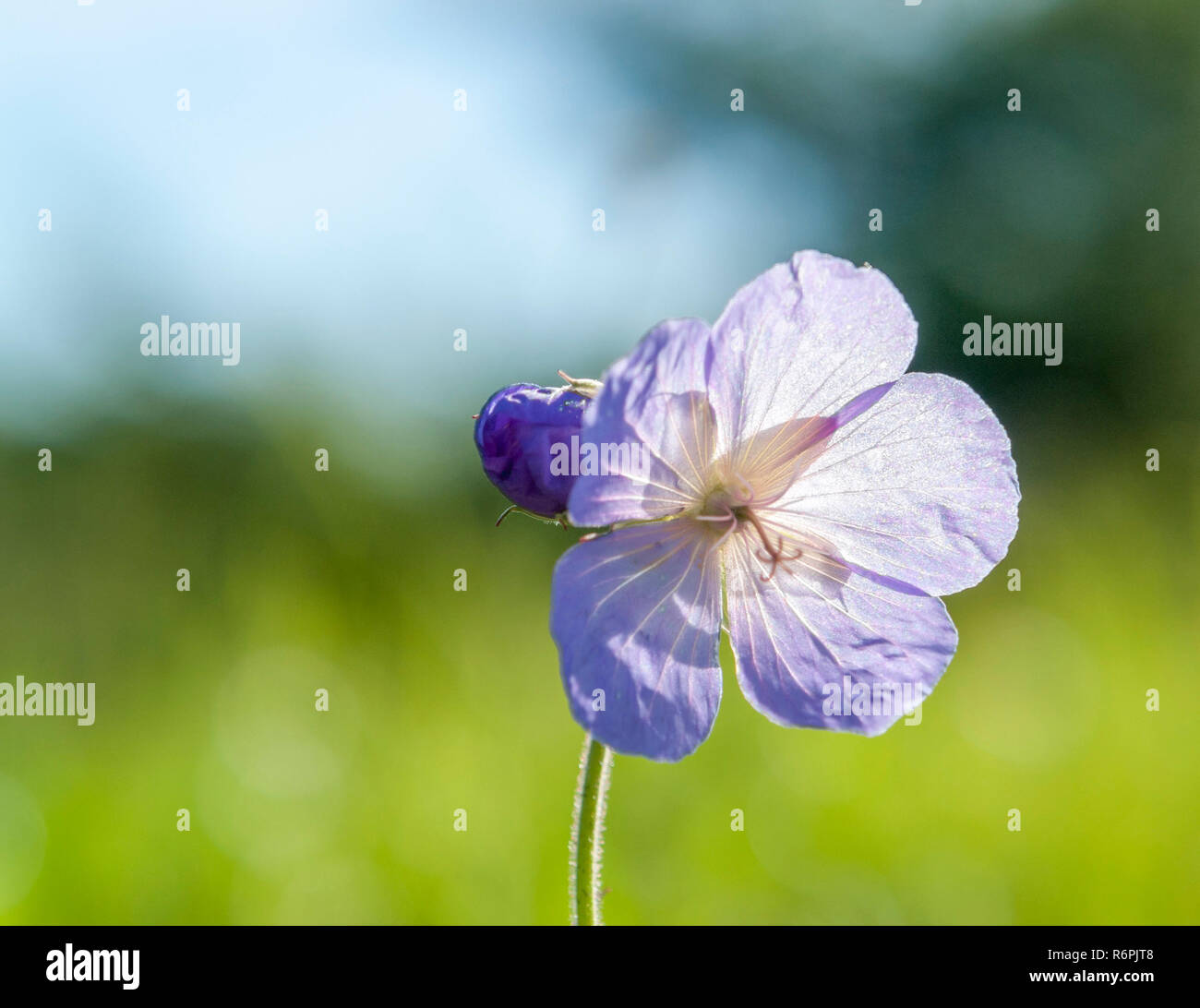 translucent blue flower Stock Photo - Alamy