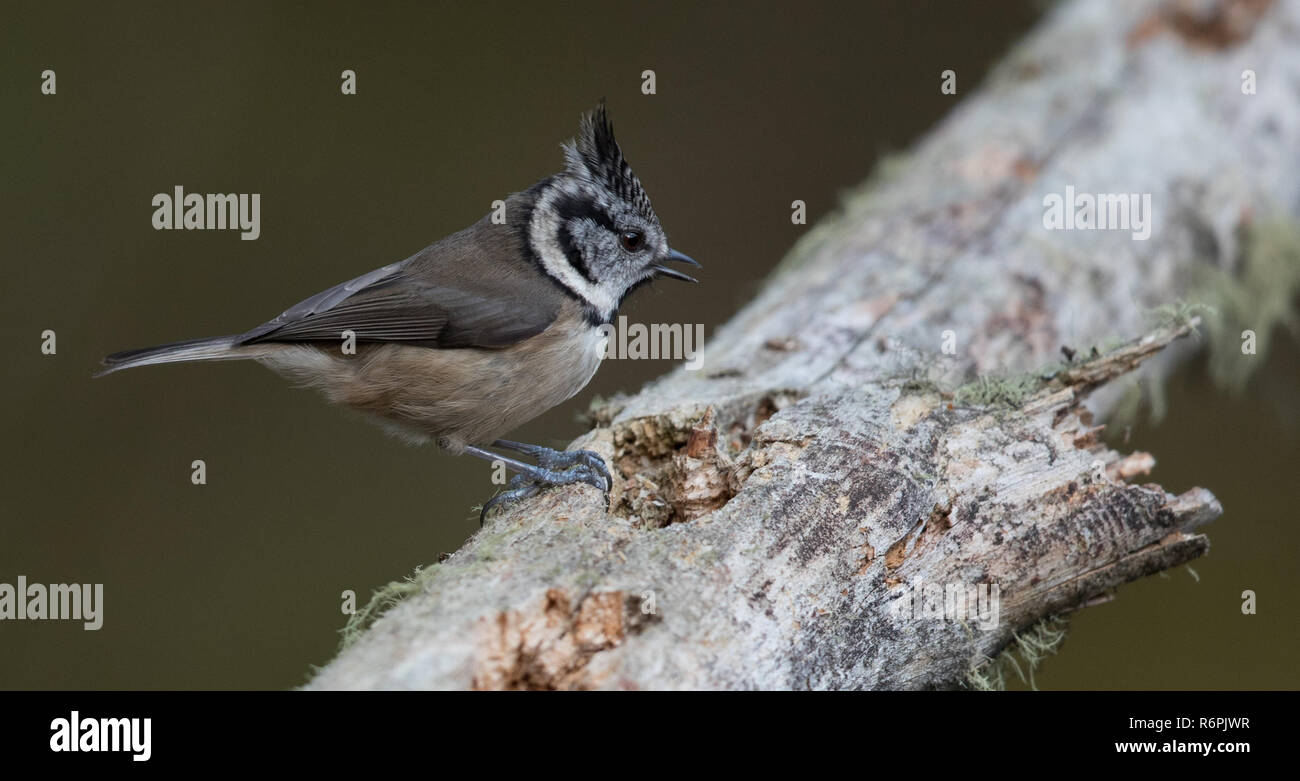 Crested tit in Abernethy Forest, Cairngorms National Park, Scotland Stock Photo