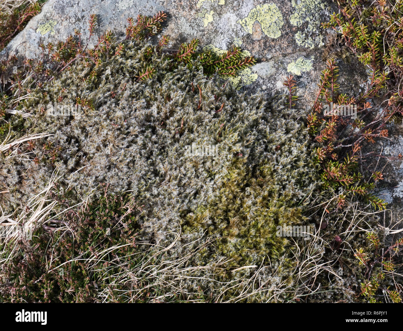 Racomitrium lanuginosum, aka woolly hair moss or woolly fringe moss, a widespread montane species. Seen here on Moel Siabod in Snowdonia Stock Photo