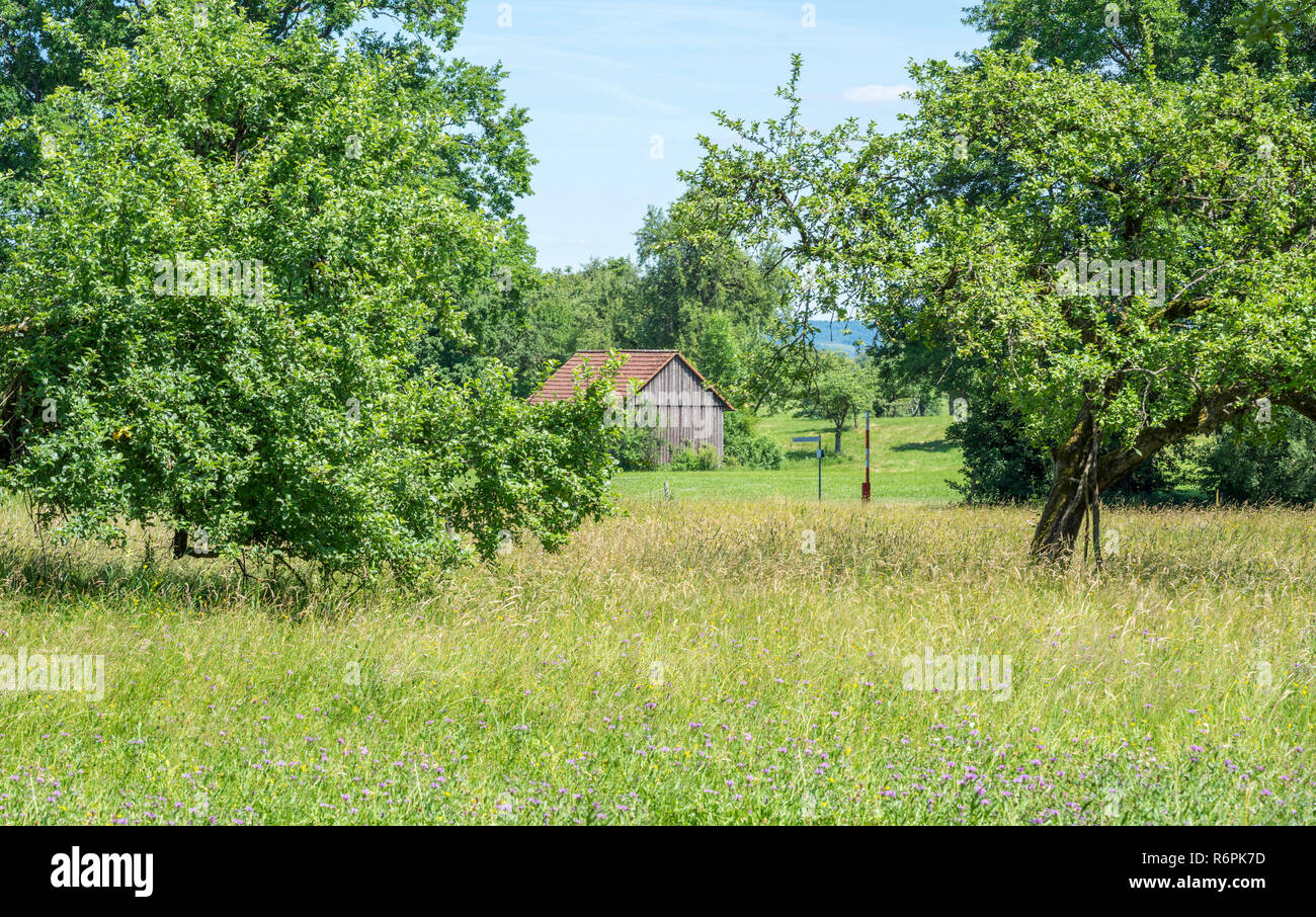 rural scenery with fruit trees Stock Photo