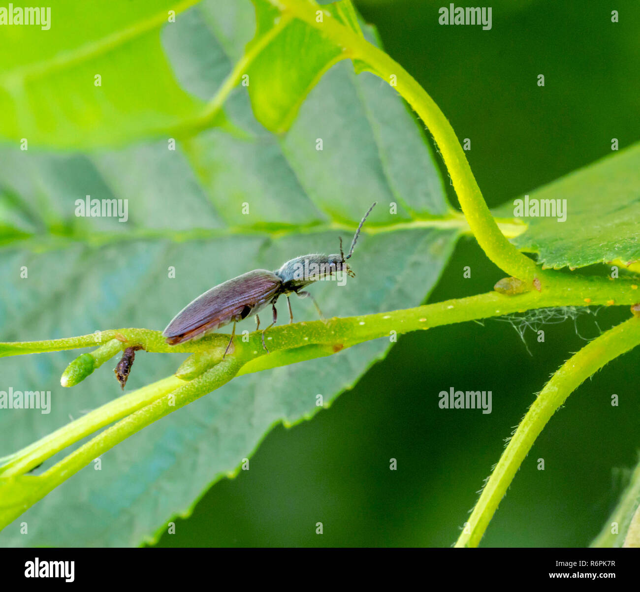 click beetle on plant stipe Stock Photo