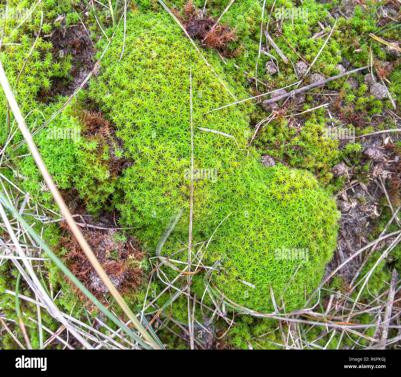 high angle moss detail Stock Photo