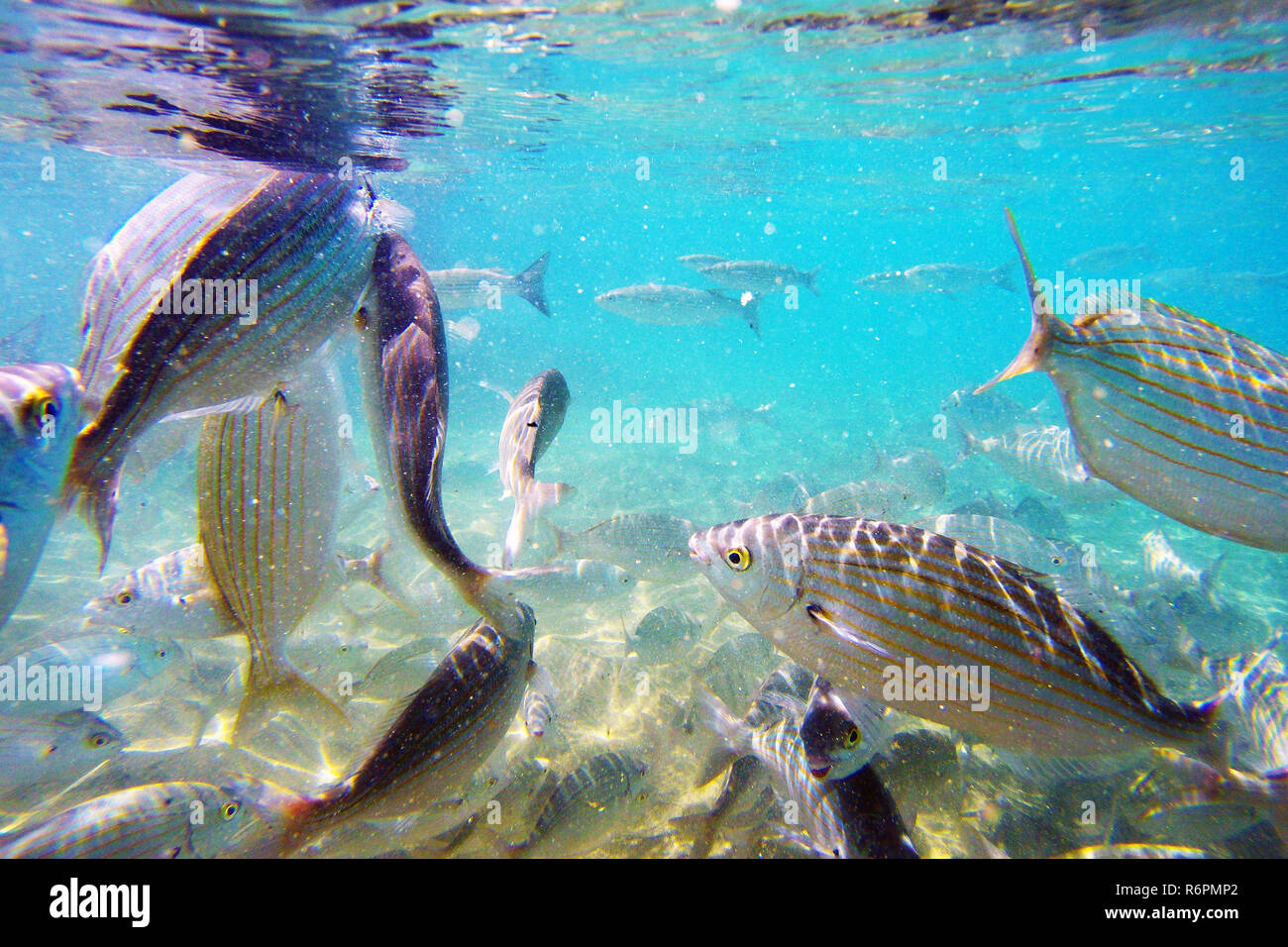 Wild fish Salema / Sarpa salpa in the ocean Stock Photo - Alamy