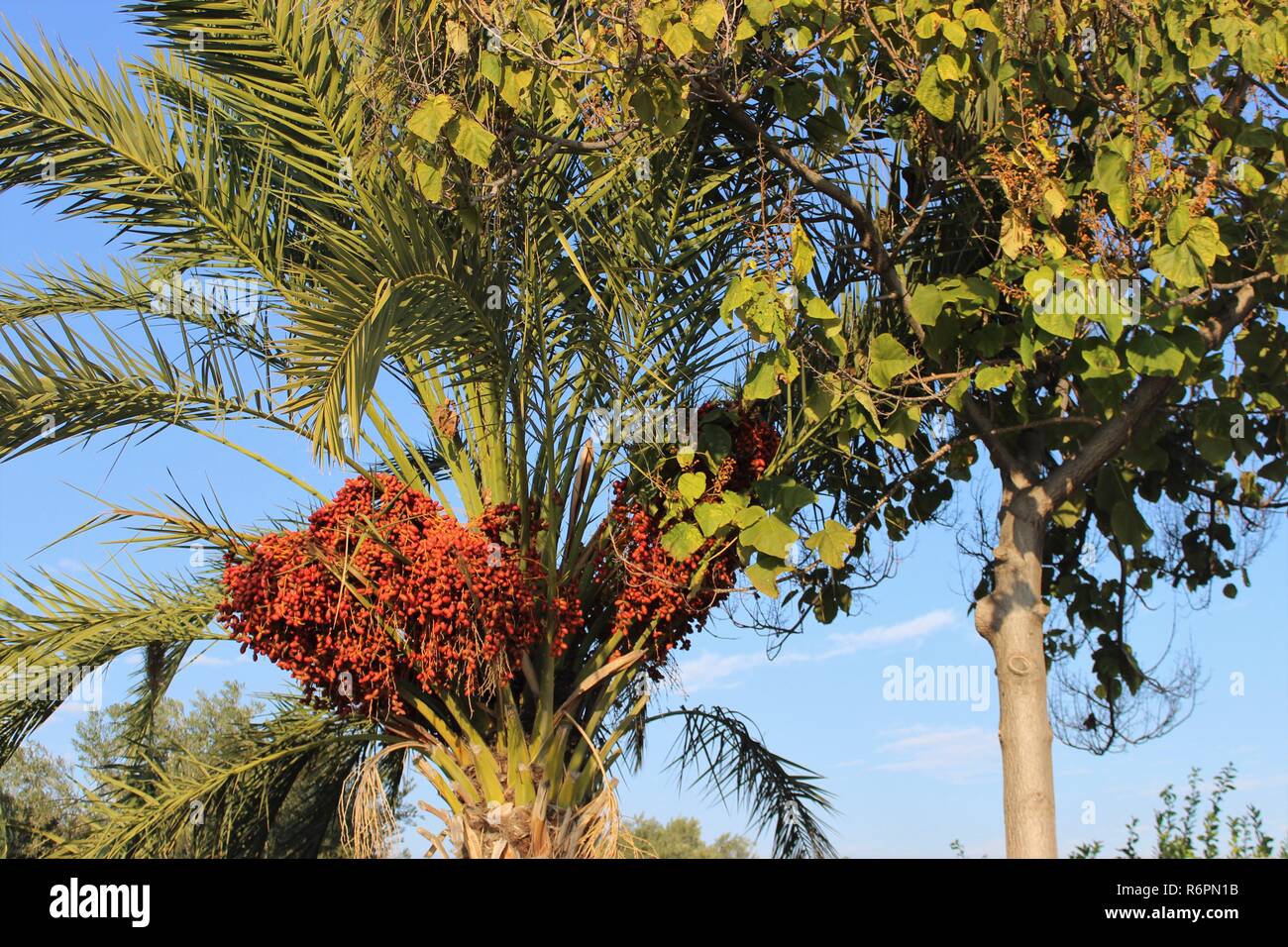 The Date Palm .Tree Stock Photo Alamy