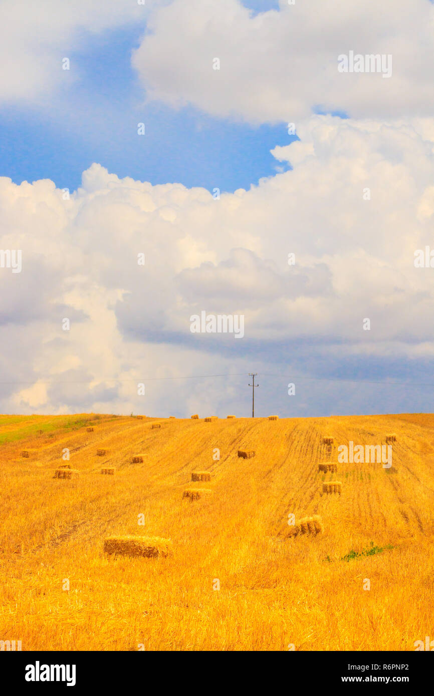 Wheat field and cloud sky Stock Photo - Alamy