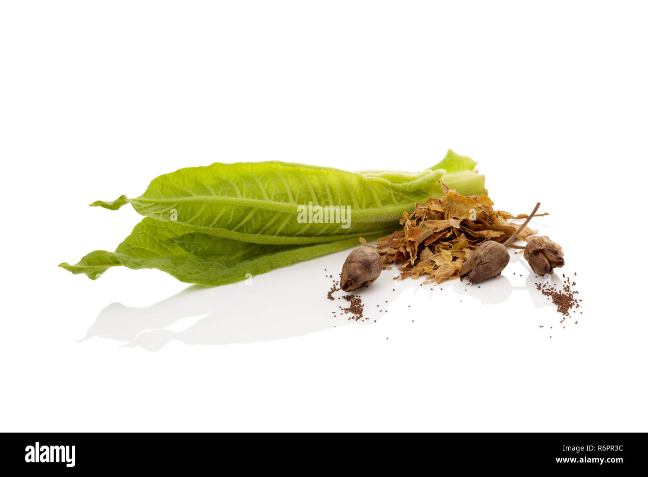 Fresh tobacco leaf with dried leaves and seeds Stock Photo