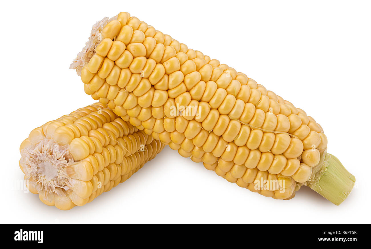 Ear of corn. Two fresh corncob, cut in half isolated on a white ...
