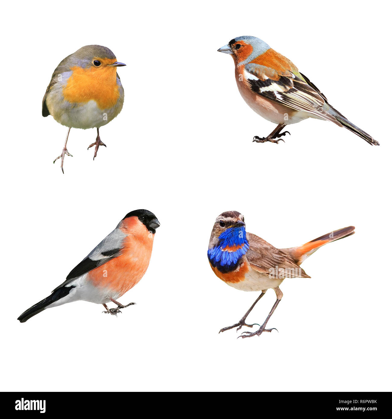 set of four photographs of birds, bullfinch, Chaffinch, Robins and blue on a white isolated background Stock Photo