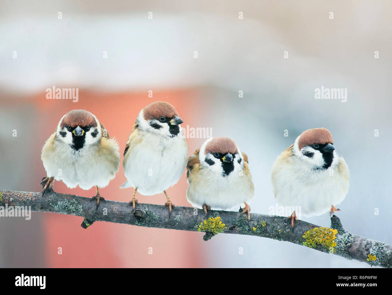 Two Baby Sparrows High Resolution Stock Photography And Images Alamy