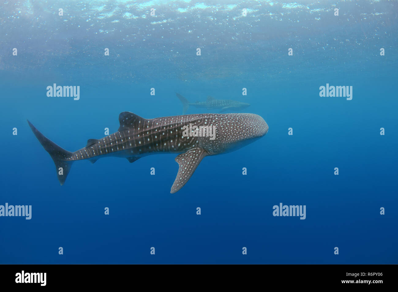 Whale shark (Rhincodon typus) Bohol Sea, Oslob, Cebu, Philippines, Southeast Asia Stock Photo