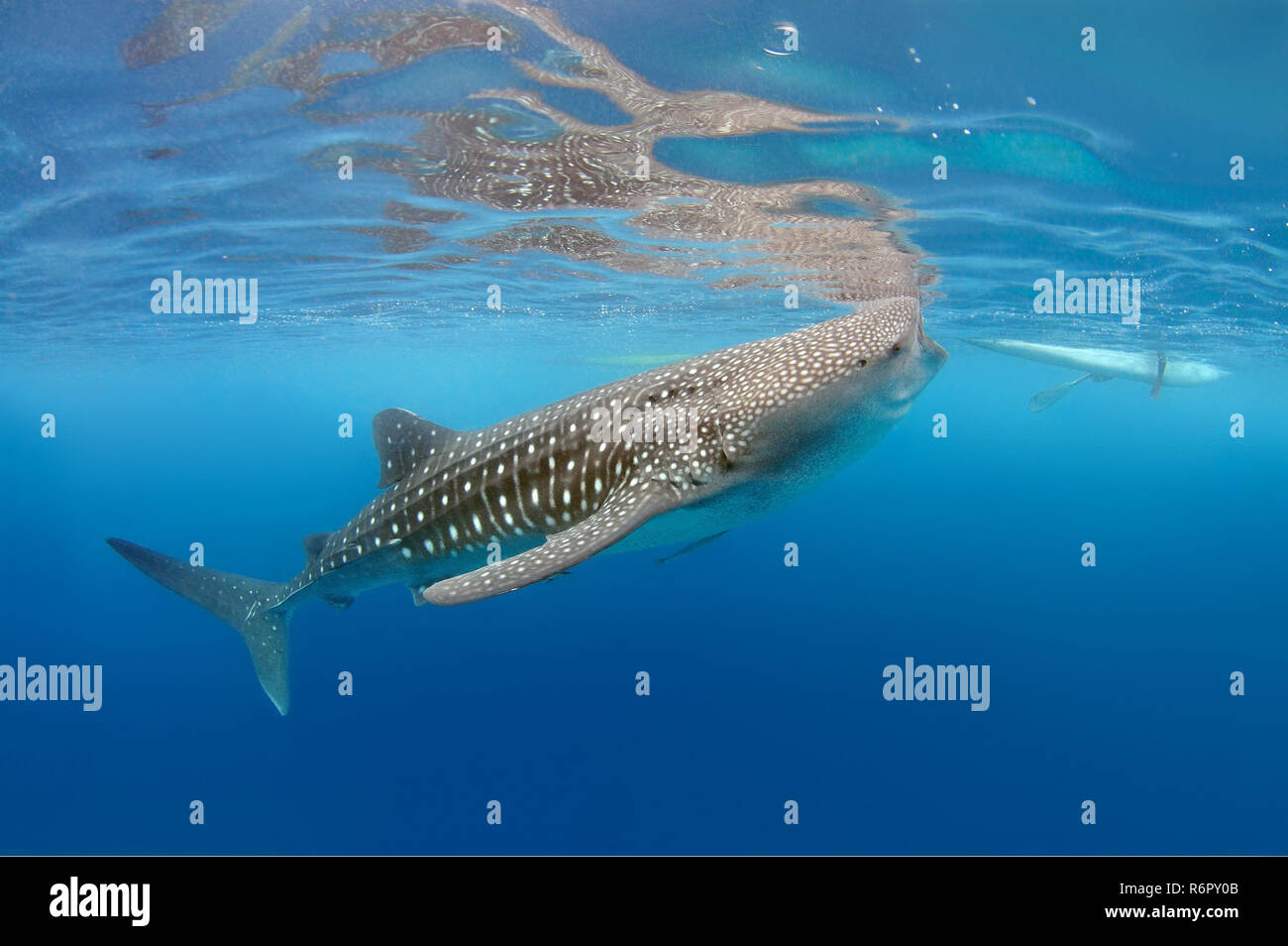 Whale shark (Rhincodon typus) Bohol Sea, Oslob, Cebu, Philippines, Southeast Asia Stock Photo
