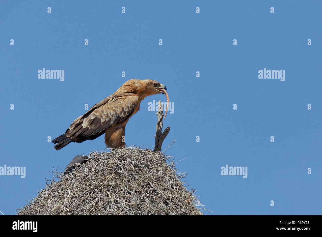 bald eagle eats kapkobra Stock Photo