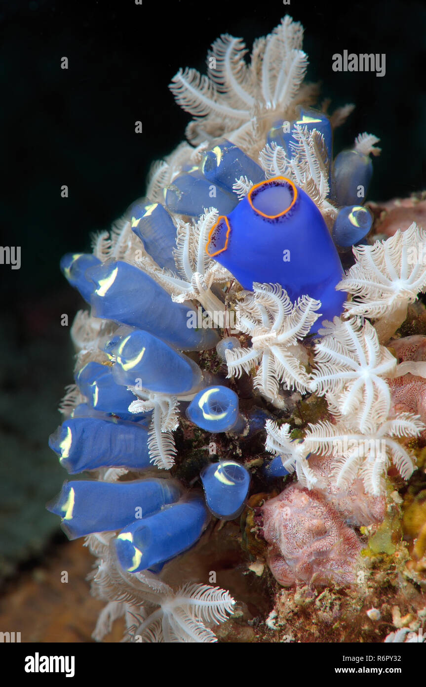 Blue Tunicate sea-squirt or Ascidian (Clavelina robusta) Bohol Sea, Philippines, Southeast Asia Stock Photo