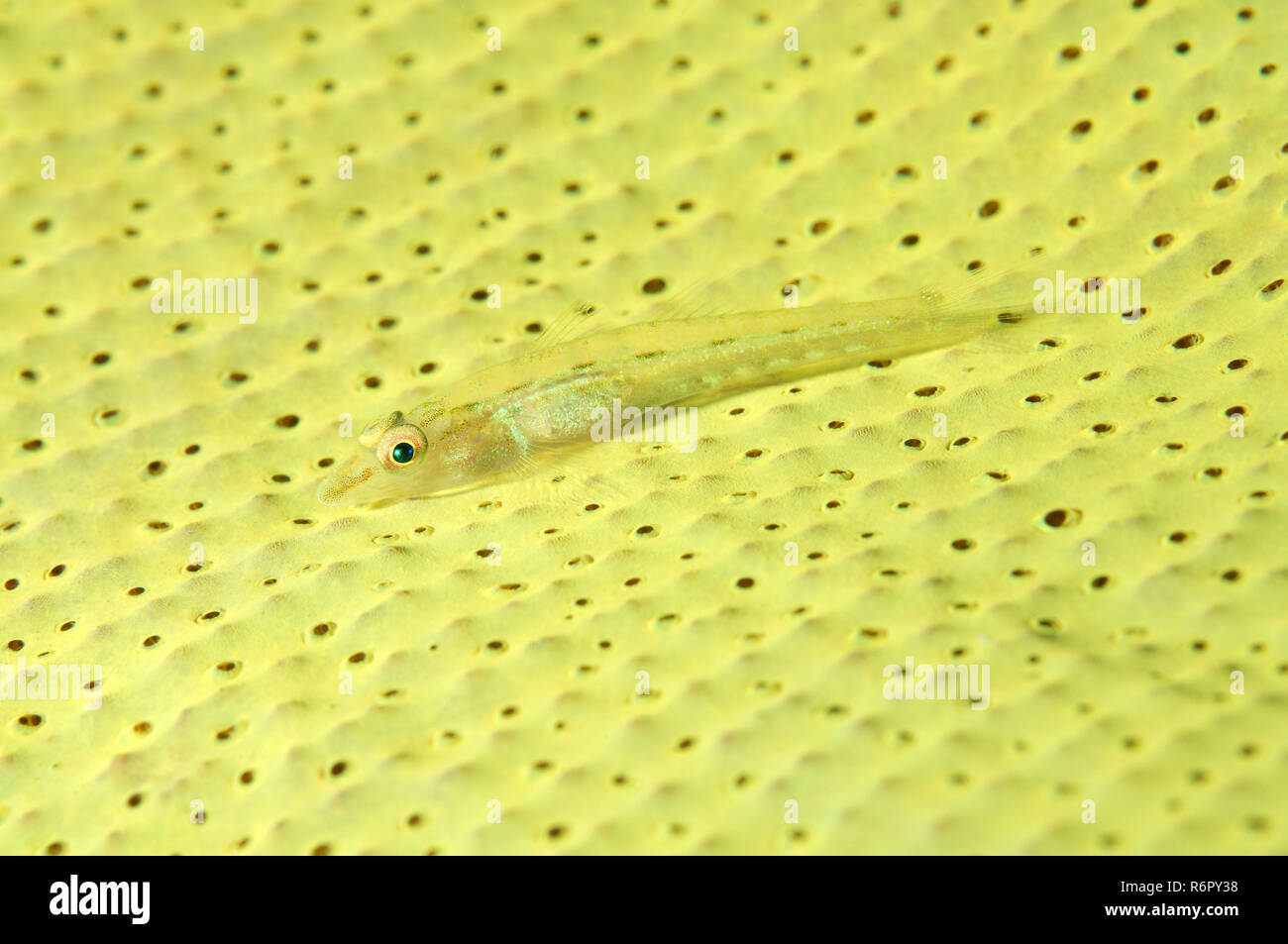 Large whip goby or White-line Seawhip Goby (Bryaninops amplus) Bohol Sea, Philippin, Southeast Asia Stock Photo