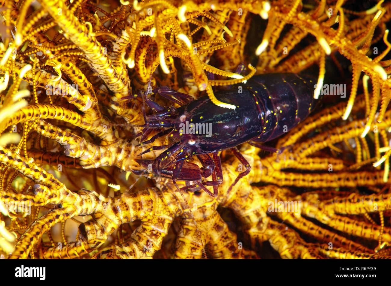 Stimpson's Snapping Shrimp or crinoid snapping shrimp (synalpheus stimpsoni) Bohol Sea, Philippines, Southeast Asia Stock Photo