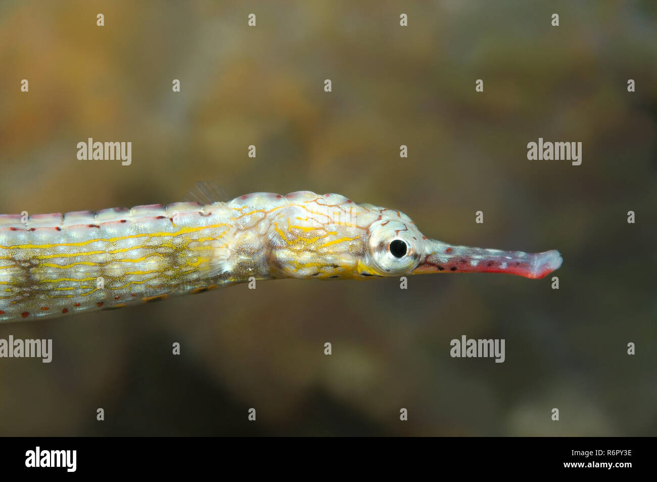 Scribbled pipefish (Corythoichthys intestinalis) Bohol Sea, Philippines, Southeast Asia Stock Photo