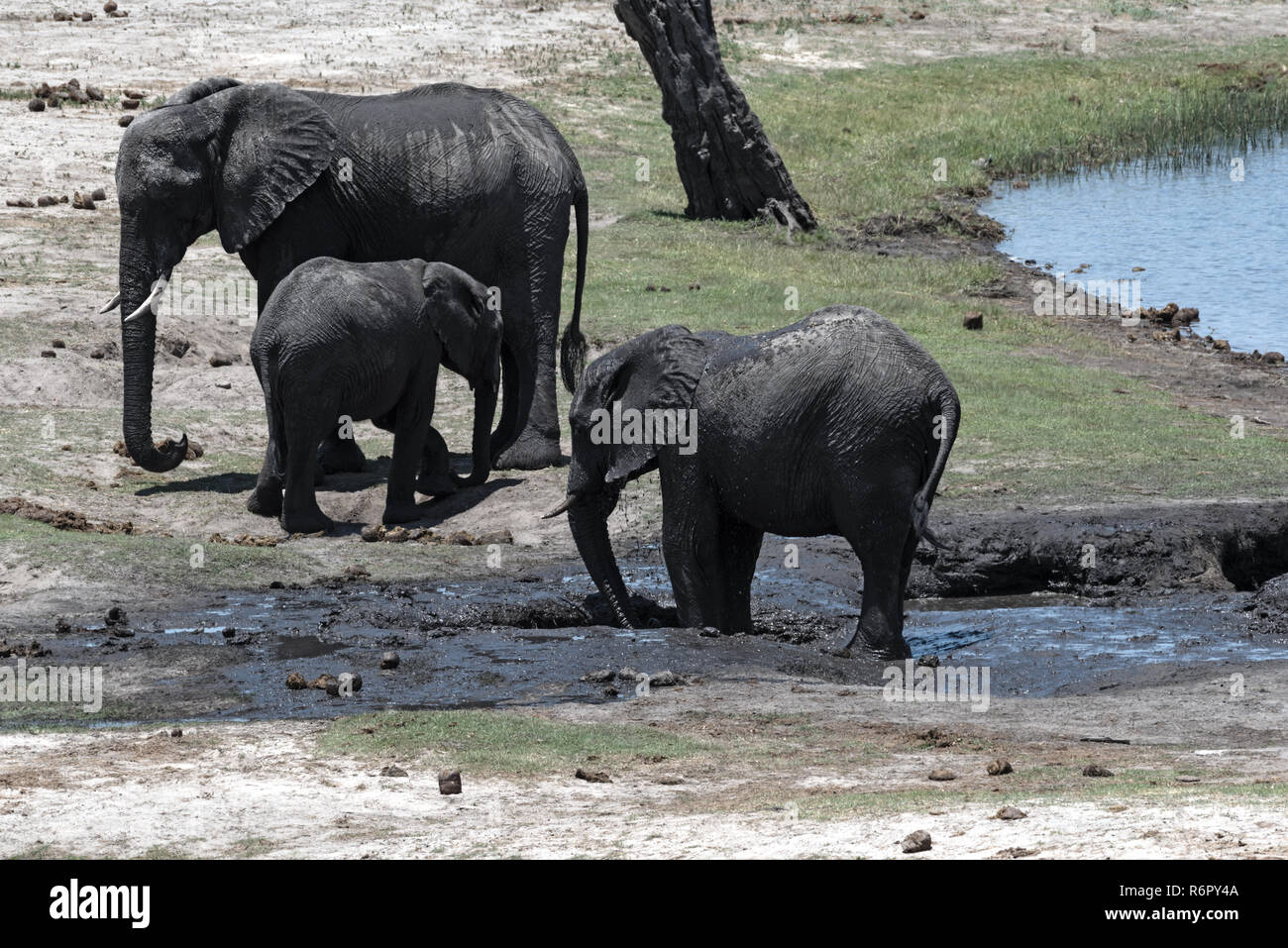 Elephant group on the Chobe River Front in Chobe National Park, Botswana Stock Photo