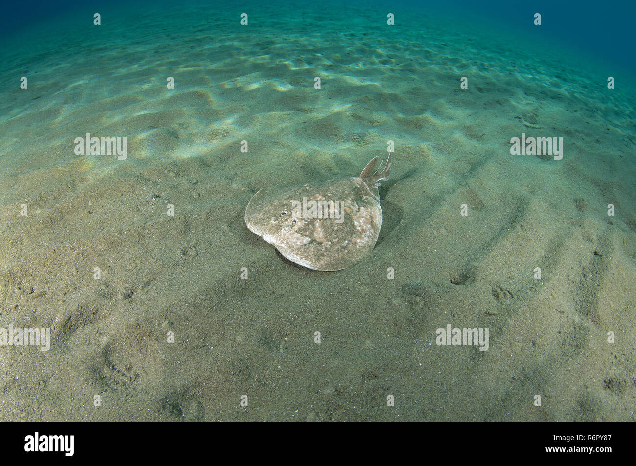 Panther electric ray (Torpedo panthera) swims over a sandy bottom, Red sea, Marsa Alam, Abu Dabab, Egypt Stock Photo