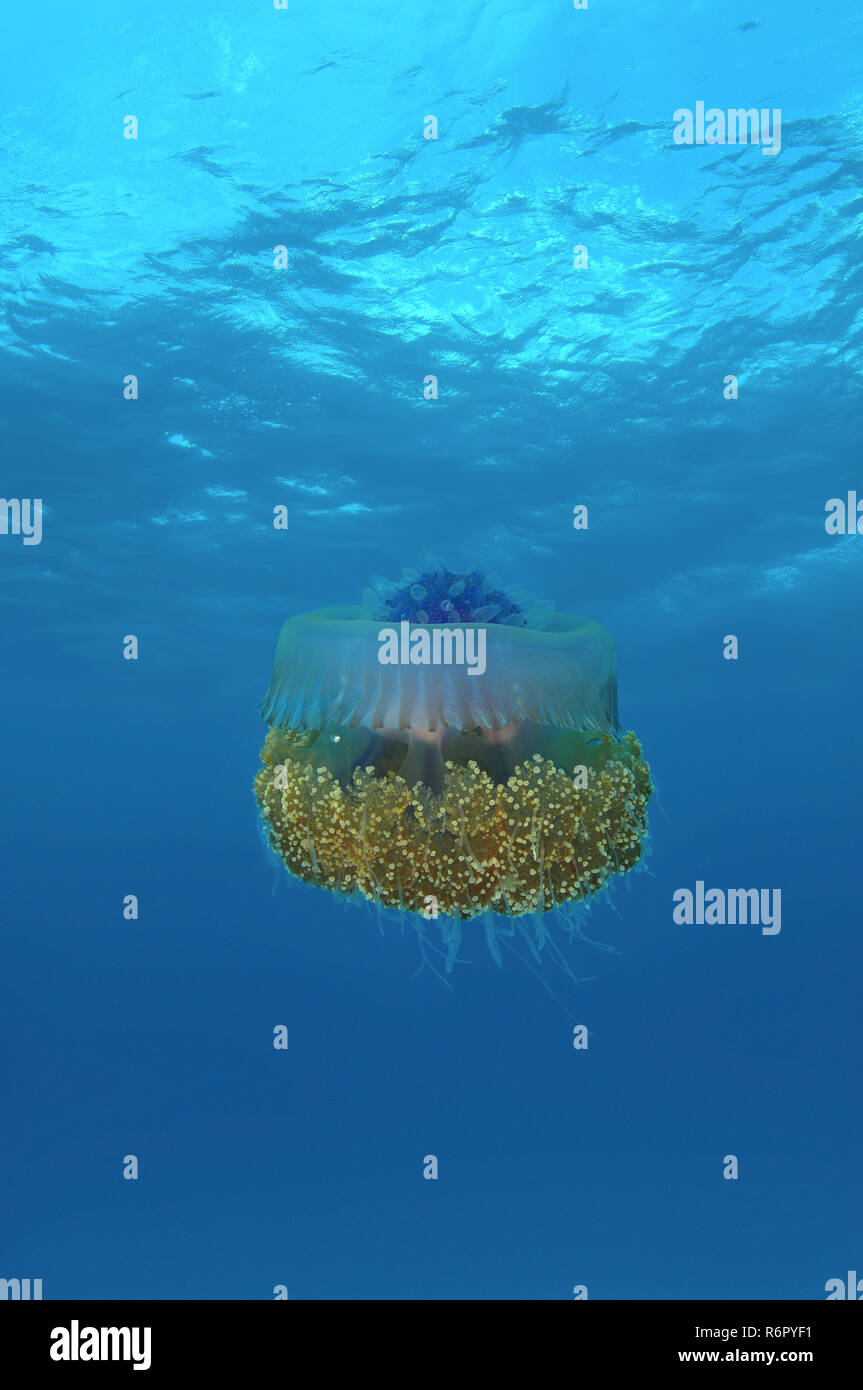 Cauliflower jellyfish (Cephea cephea) Indian Ocean, Maldives Stock