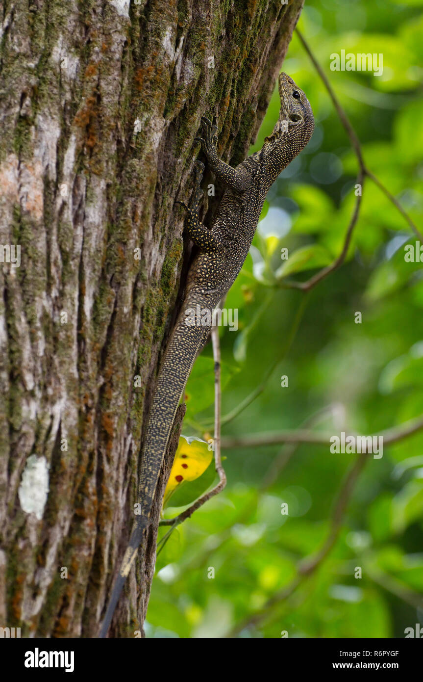 Asian water monitor or Aquatic Varan (Varanus salvator) Young lizard crawling on a tree, Redang island, Malaysia Stock Photo